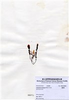 藏品(蘆筍藻)的圖片